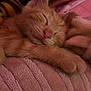 Scootaloo joined the competition — help win amazing prizes! kitten, sleeping, orange_cat, feline, pet, cozy, blanket, pink, soft_texture, resting, cute, fur, animal, indoors, warm, comfort, domestic_cat, closeup, peaceful, snuggling