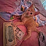 Scootaloo joined the competition — help win amazing prizes! kitten, orange_cat, money, dollar_bills, bed, blanket, pink, cozy, indoor, curious, cute, pet, feline, sleepy, soft_lighting, resting, domestic_animal, close_up, young_animal, warm