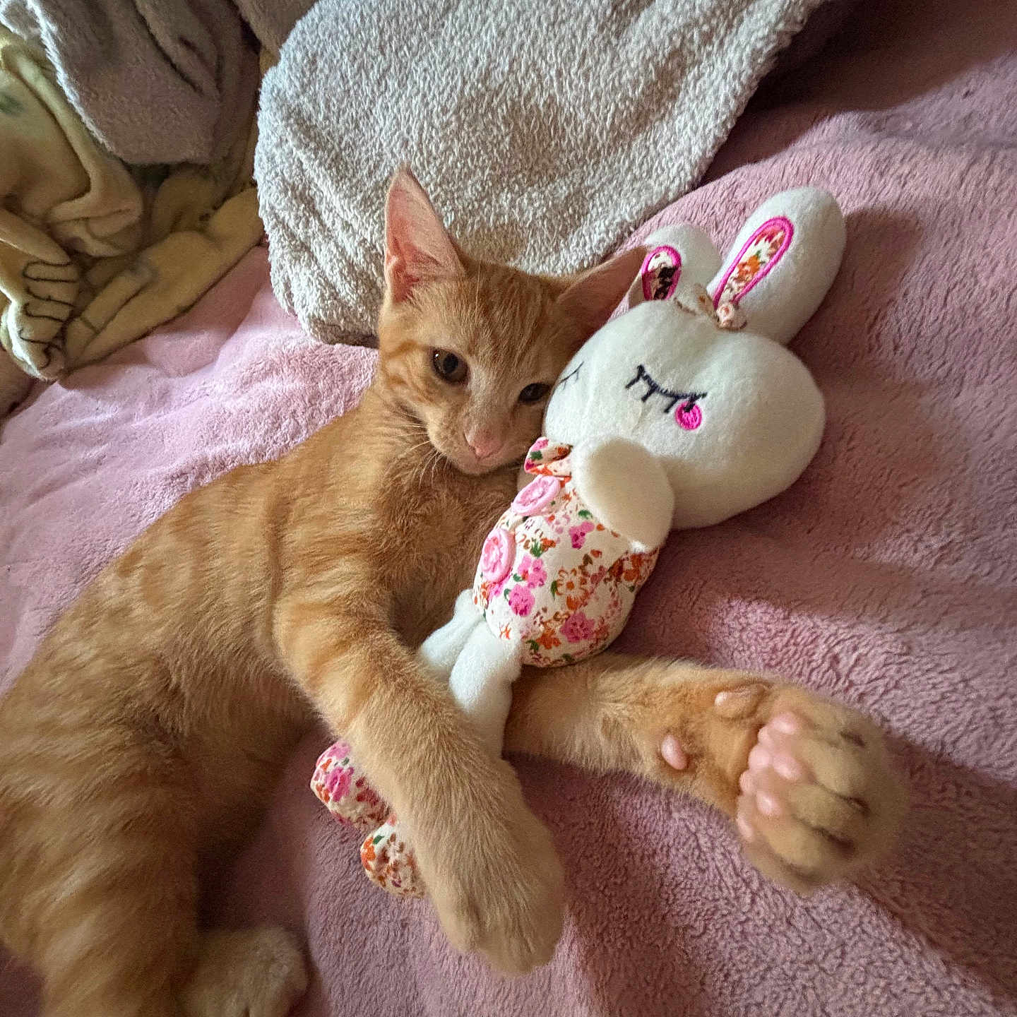 Scootaloo joined the competition — help win amazing prizes! bed, blanket, bunny, cat, comfort, cozy, cute, floral, indoor, kitten, orange_tabby, paw, pink, plush, resting, sleepy, snuggling, soft, stuffed_toy, toy