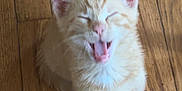 Scootaloo is registered to the contest to win money with this photo: kitten, cat, orange_tabby, pet, animal, feline, wooden_floor, indoor, sitting, cute, small, young, mouth_open, ears, whiskers, fur, paws, chair_leg, domestic, playful