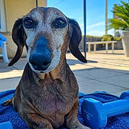 Chouquette a rejoint le concours — aidez-le/la à gagner de superbes lots ! animal, background, blue_sky, canine, close_up, dachshund, daylight, dog, dumbbell, exercise, fur, nose, outdoor, paw, pet, portrait, relaxed, resting, sunny, towel