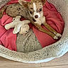 puppy, dog, chihuahua, pet, animal, brown_and_white, wide_ears, lying_down, dog_bed, pink_blanket, stuffed_toy, plush_toy, indoor, cozy, home, floor, wooden_floor, portrait, cute, relaxed