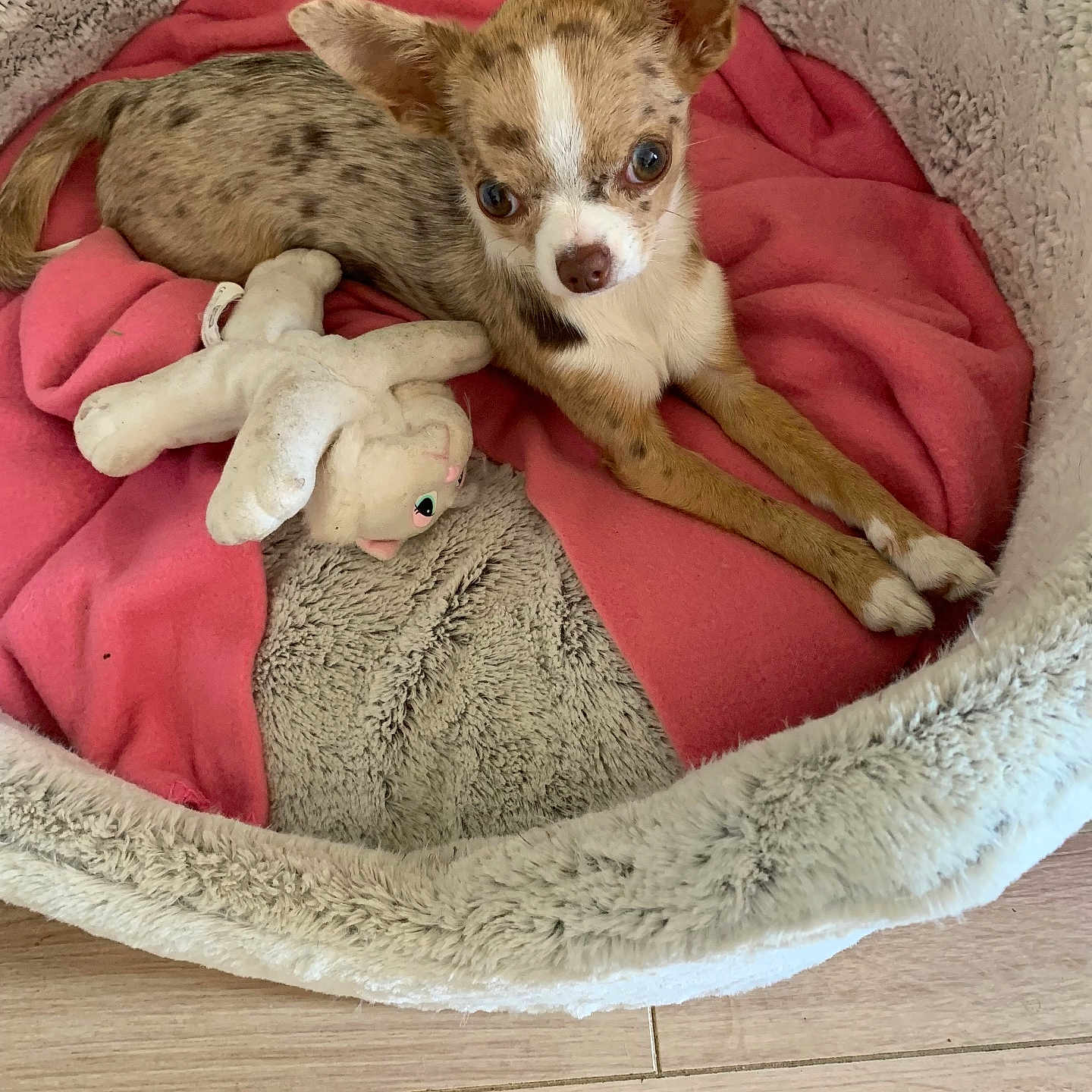 Vanille participe au concours pour gagner de l'argent avec cette photo : puppy, dog, chihuahua, pet, animal, brown_and_white, wide_ears, lying_down, dog_bed, pink_blanket, stuffed_toy, plush_toy, indoor, cozy, home, floor, wooden_floor, portrait, cute, relaxed
