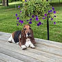 animal, basset_hound, canine, daytime, dog, ears, fence, flower_basket, green_grass, leafy_plants, nature, outdoor, paws, pet, purple_flowers, resting, snout, summer, tree, wooden_deck
