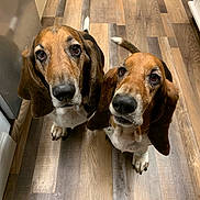 The Twins is registered to the contest to win money with this photo: basset_hound, dog, pet, indoor, wooden_floor, looking_up, ears, snout, brown, white, black, two_dogs, animal, canine, flooring, domestic, companions, cute, waiting, curious