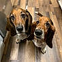 basset_hound, dog, pet, indoor, wooden_floor, looking_up, ears, snout, brown, white, black, two_dogs, animal, canine, flooring, domestic, companions, cute, waiting, curious