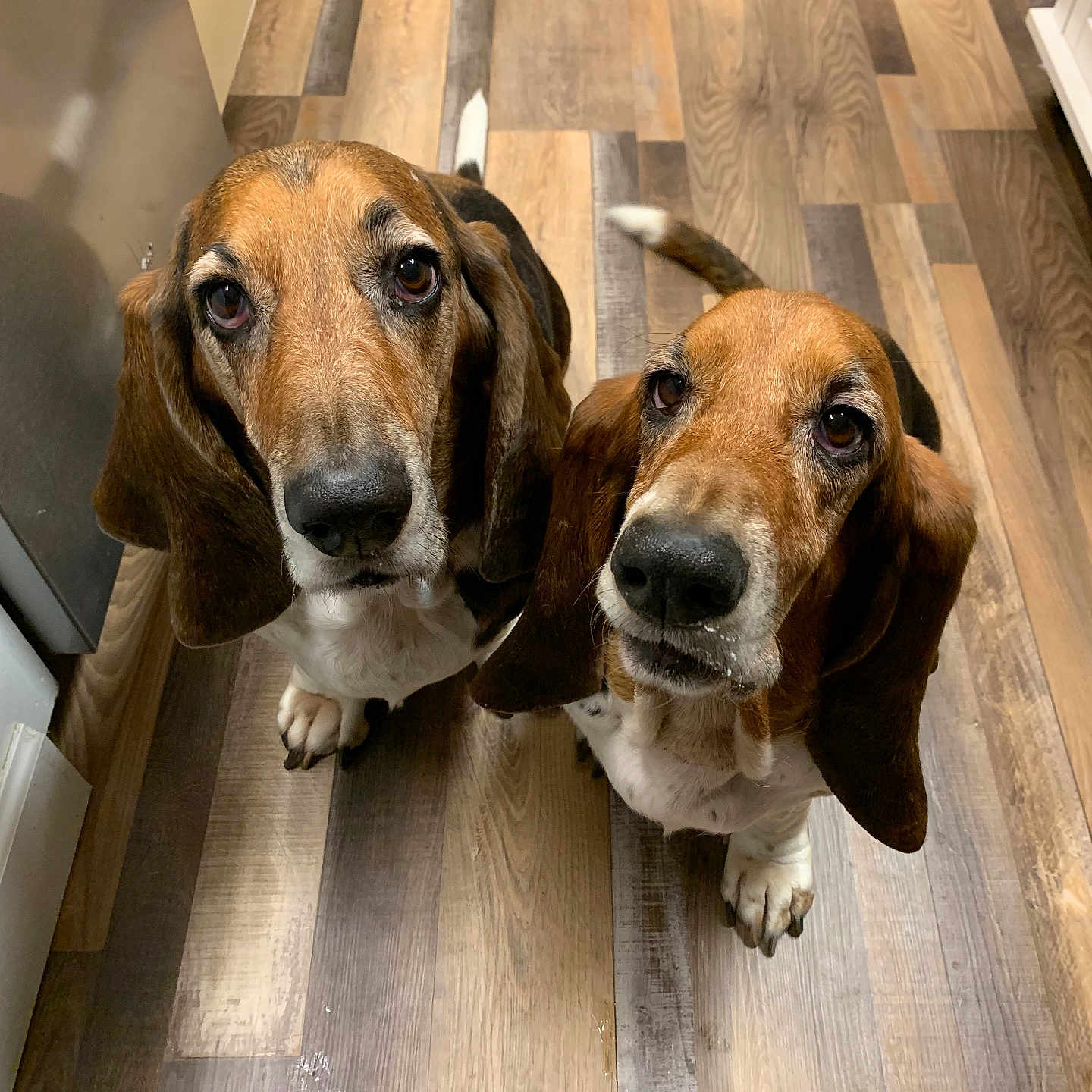 The Twins is registered to the contest to win money with this photo: animal, basset_hound, black, brown, canine, companions, curious, cute, dog, domestic, ears, flooring, indoor, looking_up, pet, snout, two_dogs, waiting, white, wooden_floor