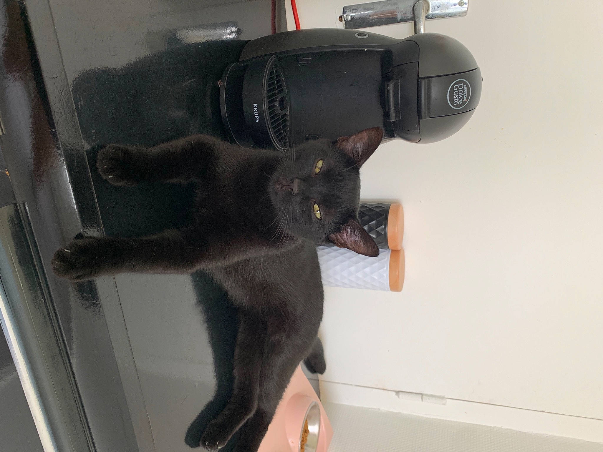 Kyara a rejoint le concours — aidez-le/la à gagner de superbes lots ! auto_part, black_cat, bombay, carnivore, cat, domestic_short_haired_cat, felidae, fur, gesture, human_leg, machine, small_to_medium_sized_cats, tail, thigh, whiskers