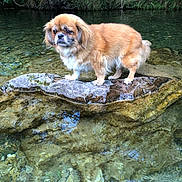 étoile a rejoint le concours — aidez-le/la à gagner de superbes lots ! dog, rock, water, stream, nature, animal, outdoor, fur, canine, greenery, river, pet, standing, landscape, wildlife, calm, scenery, mammal, pond, bark