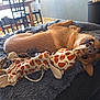 Marvel participe au concours pour gagner de l'argent avec cette photo : dog, toy, giraffe, blanket, indoor, playful, chewed, brown_dog, pet, fur, nose, mouth, ears, couch, fabric, relaxed, daylight, window, furniture, home