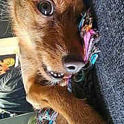 Marvel participe au concours pour gagner de l'argent avec cette photo : dog, brown_dog, close_up, rope_toy, playful, indoor, pet, animal, fur, paw, eye, snout, teeth, curious, lying_down, colorful_toy, texture, plant, home, cozy