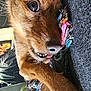 dog, brown_dog, close_up, rope_toy, playful, indoor, pet, animal, fur, paw, eye, snout, teeth, curious, lying_down, colorful_toy, texture, plant, home, cozy