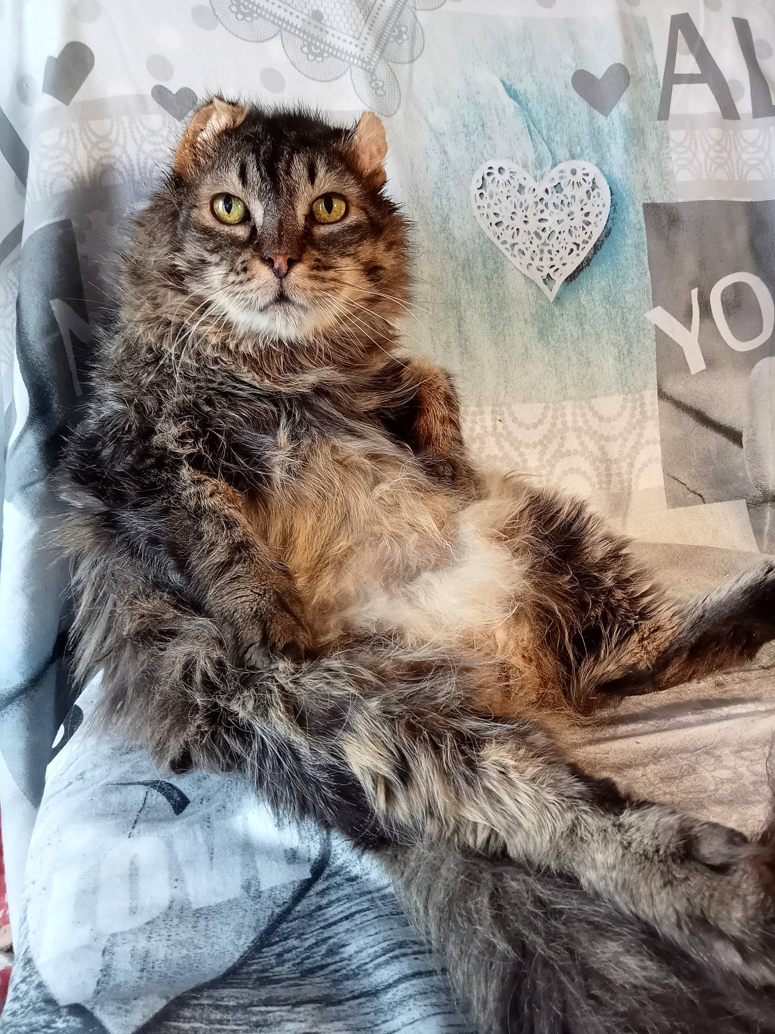Nounours participe au concours pour gagner de l'argent avec cette photo : art, british_longhair, carnivore, cat, claw, comfort, domestic_short_haired_cat, eye, felidae, fur, grey, maine_coon, paw, plant, small_to_medium_sized_cats, snout, tail, terrestrial_animal, tree, whiskers