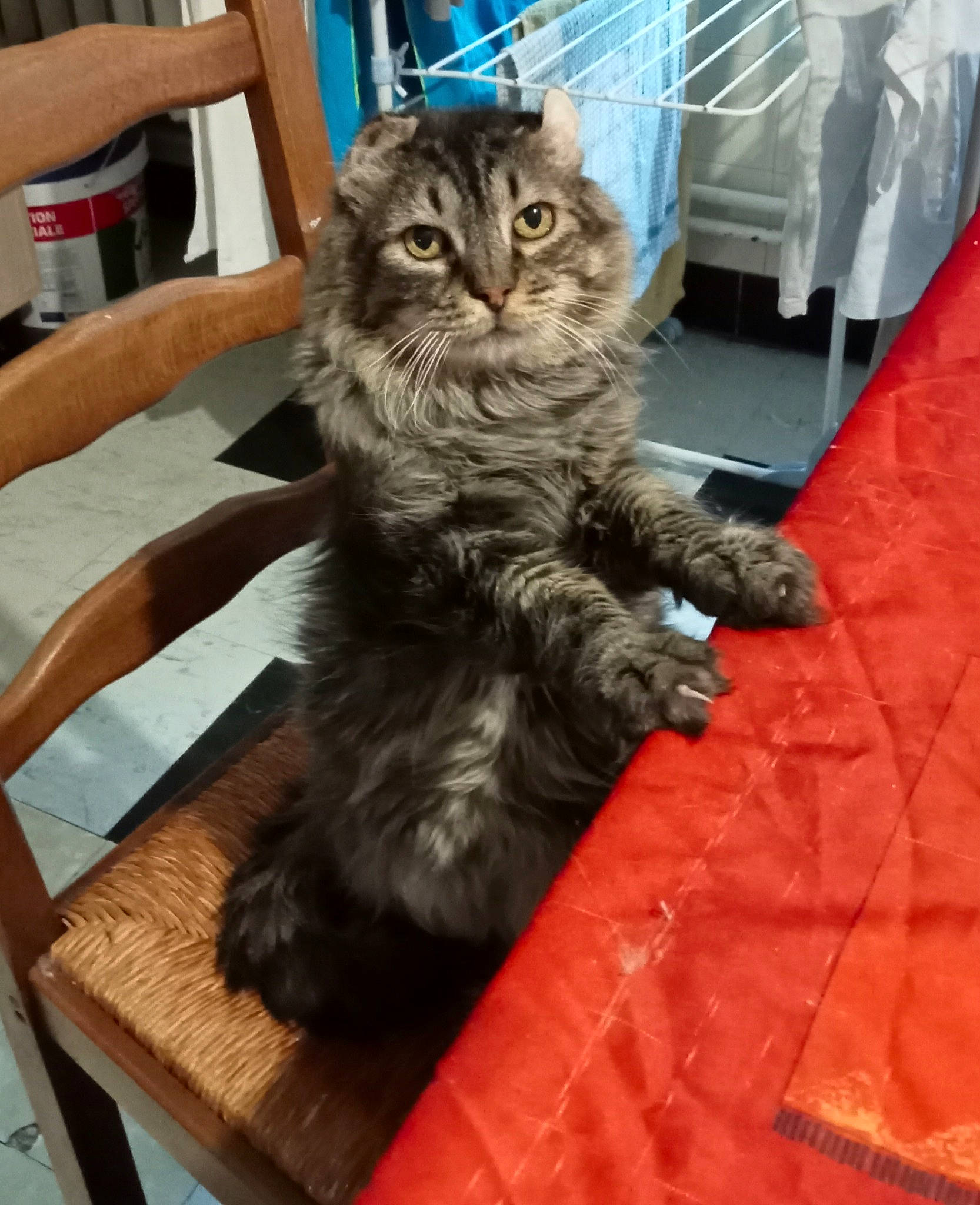 Nounours participe au concours pour gagner de l'argent avec cette photo : british_longhair, carnivore, cat, chair, claw, comfort, domestic_short_haired_cat, felidae, fur, maine_coon, paw, siberian, sitting, small_to_medium_sized_cats, snout, tail, terrestrial_animal, whiskers