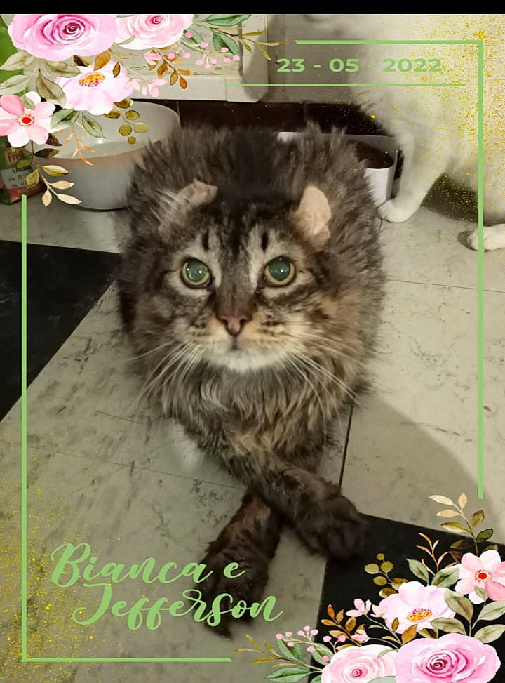 Nounours participe au concours pour gagner de l'argent avec cette photo : carnivore, cat, chair, domestic_short_haired_cat, door, fawn, felidae, flower, font, fur, grass, petal, photo_caption, plant, rectangle, small_to_medium_sized_cats, snout, terrestrial_animal, whiskers, window