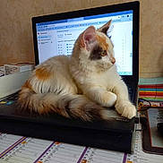 Pearl a rejoint le concours — aidez-le/la à gagner de superbes lots ! calendar, calico_cat, cat, computer, cozy, curious, desk, feline, home, indoor, keyboard, laptop, office_supplies, orange_and_white, pet, relaxing, screen, tabby, technology, workspace