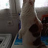 Pearl a rejoint le concours — aidez-le/la à gagner de superbes lots ! back_view, cat, cozy, curious, curtains, daylight, domestic, fluffy, furniture, gazing, household, indoor, patches, pet, quiet, soft_light, table, tail, white_cat, window