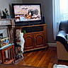 Pearl participe au concours pour gagner de l'argent avec cette photo : animal_documentary, cat, curious_cat, curtains, elephant, entertainment, fireplace, furniture, home_decor, indoor, living_room, natural_light, pet, sofa, television, tv, wildlife, window, wooden_cabinet, wooden_floor