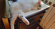 Pearl a rejoint le concours — aidez-le/la à gagner de superbes lots ! calendar, cat, cozy, cute, desk, domestic, drawer, fur, furniture, indoor, kitten, nap, orange_spot, paw, radiator, relaxing, sleeping, sunlight, white_cat, wood