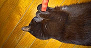 Sunday participe au concours pour gagner de l'argent avec cette photo : animal, black_cat, cat, closeup, cozy, curious, cute, domestic_cat, feline, floor, fur, indoor, laying_down, paw, pet, playing, red_object, resting, toy, wooden_floor