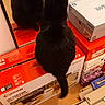 Sunday a rejoint le concours — aidez-le/la à gagner de superbes lots ! animal, black_cat, box, cardboard_boxes, carpet, cat, clutter, curious_cat, domestic_cat, feline, floor, home, indoor, mirror, orange_box, pet, reflection, sitting, stacked_boxes, white_box