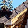 Sunday participe au concours pour gagner de l'argent avec cette photo : animal, architecture, beam, black_cat, building, cat, curious, daylight, feline, nature, orange_cat, outdoor, perched, resting, roof, shadow, sky, sunlight, tree, wood