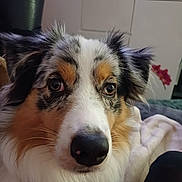 Aîka participe au concours pour gagner de l'argent avec cette photo : animal, blanket, close_up, companion, cozy, cute, dog, domestic, ears, eyes, face, fluffy, fur, household, indoor, mammal, nose, pet, portrait, tri_color