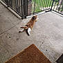 cat, orange_cat, white_cat, porch, concrete, doormat, railings, outdoor, pet, animal, feline, relaxed, looking_back, green_grass, building, brick_wall, daylight, curious, resting, domestic_animal