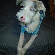 Happy joined the competition — help win amazing prizes! animal, arm, bed, blue_shirt, collar, cute, dog, fur, fur_texture, grey_fur, indoor, long_legs, looking_up, person, pet, pink_nose, quilted_blanket, resting, tag, white_fur