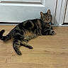 cat, tabby, pet, animal, indoor, floor, wooden_floor, door, relaxed, lying_down, looking, fur, whiskers, collar, domestic_cat, cute, mammal, house, home, resting