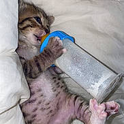 Noopy participe au concours pour gagner de l'argent avec cette photo : kitten, tabby, baby_bottle, white_blanket, sleeping, paw, fur, cute, pet, animal, indoor, young, feeding, cozy, small, sleepwear, mammal, domestic, resting, closeup