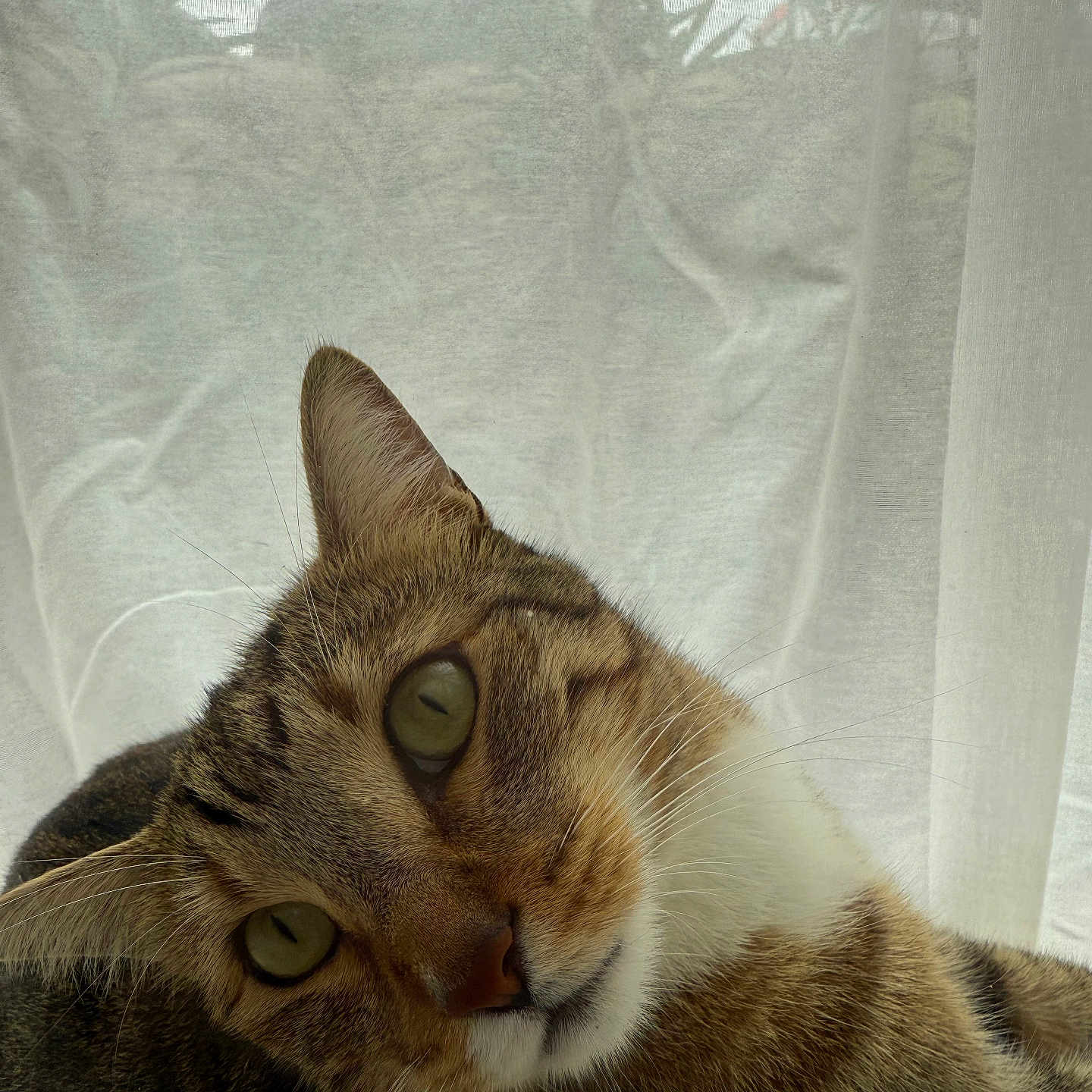 Noopy a rejoint le concours — aidez-le/la à gagner de superbes lots ! cat, close_up, curious, curtain, cute, domestic_animal, feline, fur, green_eyes, head_tilt, indoor, lounging, natural_light, pet, portrait, relaxed, soft_texture, tabby, whiskers, windowsill
