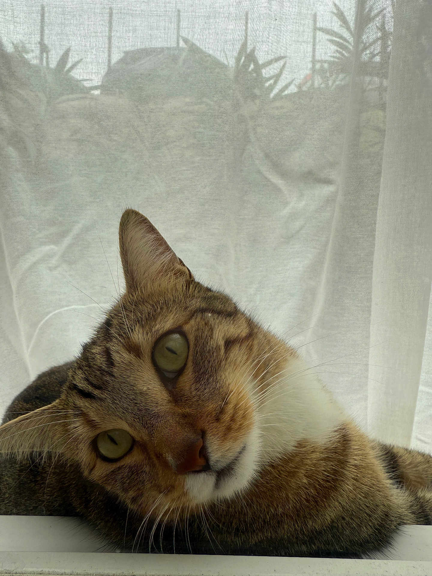 Noopy a rejoint le concours — aidez-le/la à gagner de superbes lots ! cat, tabby, green_eyes, curious, lounging, windowsill, indoor, pet, feline, close_up, whiskers, fur, relaxed, head_tilt, natural_light, curtain, soft_texture, domestic_animal, cute, portrait