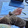 Kiva participe au concours pour gagner de l'argent avec cette photo : animal, baby, cat, computer, computerhardware, computerkeyboard, document, electronics, face, furniture, hardware, head, laptop, pc, pen, person, pet, photography, screen, text
