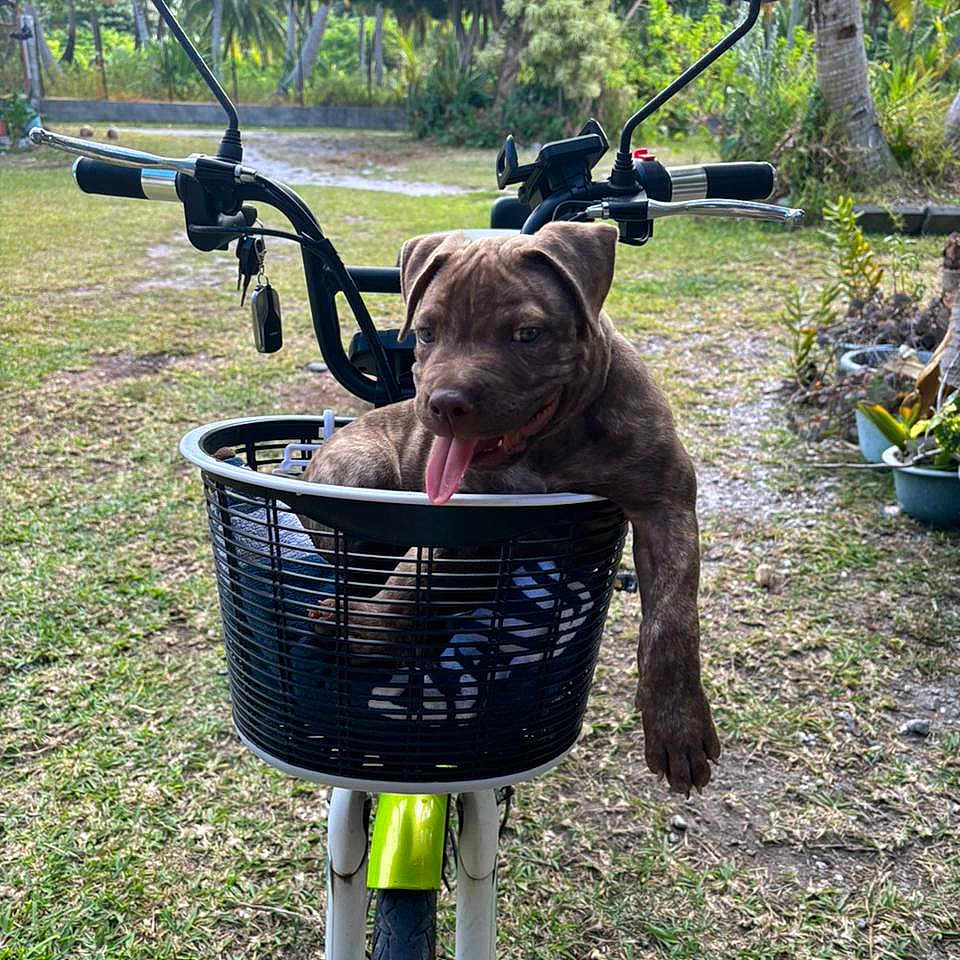 Kiva a rejoint le concours — aidez-le/la à gagner de superbes lots ! animal, bicycle, canine, dog, e_scooter, face, grass, machine, nature, outdoors, pet, plant, pottedplant, puppy, summer, transportation, tree, vegetation, vehicle, wheel