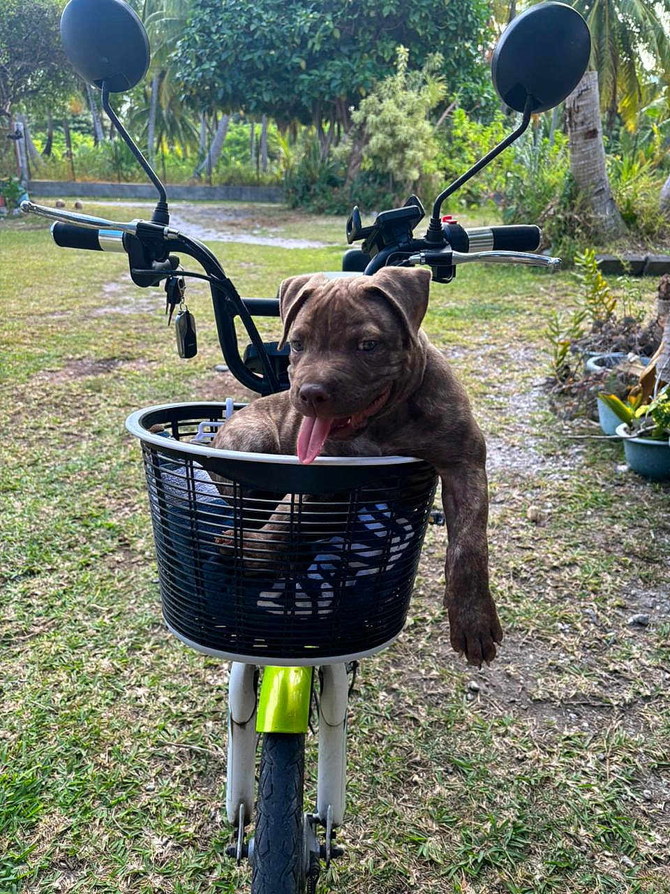 Kiva a rejoint le concours — aidez-le/la à gagner de superbes lots ! animal, bicycle, canine, dog, e_scooter, face, grass, machine, nature, outdoors, pet, plant, pottedplant, puppy, summer, transportation, tree, vegetation, vehicle, wheel