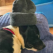 Gunner joined the competition — help win amazing prizes! dog, sleeping, hat, knit_hat, black_and_white, quilted_blanket, blue_blanket, indoor, resting, wooden_background, pet, canine, cozy, closeup, domestic_animal, nap, fur, collar, calm, side_view