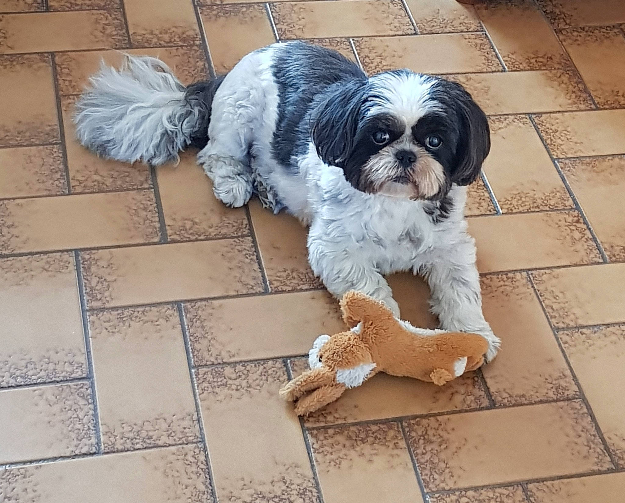 Guisma a rejoint le concours — aidez-le/la à gagner de superbes lots ! canidae, carnivore, companion_dog, dog, dog_breed, dog_clothes, dog_supply, fawn, flooring, fur, paw, pet_supply, puppy_love, small_terrier, snout, sporting_group, tail, terrier, toy_dog, working_animal