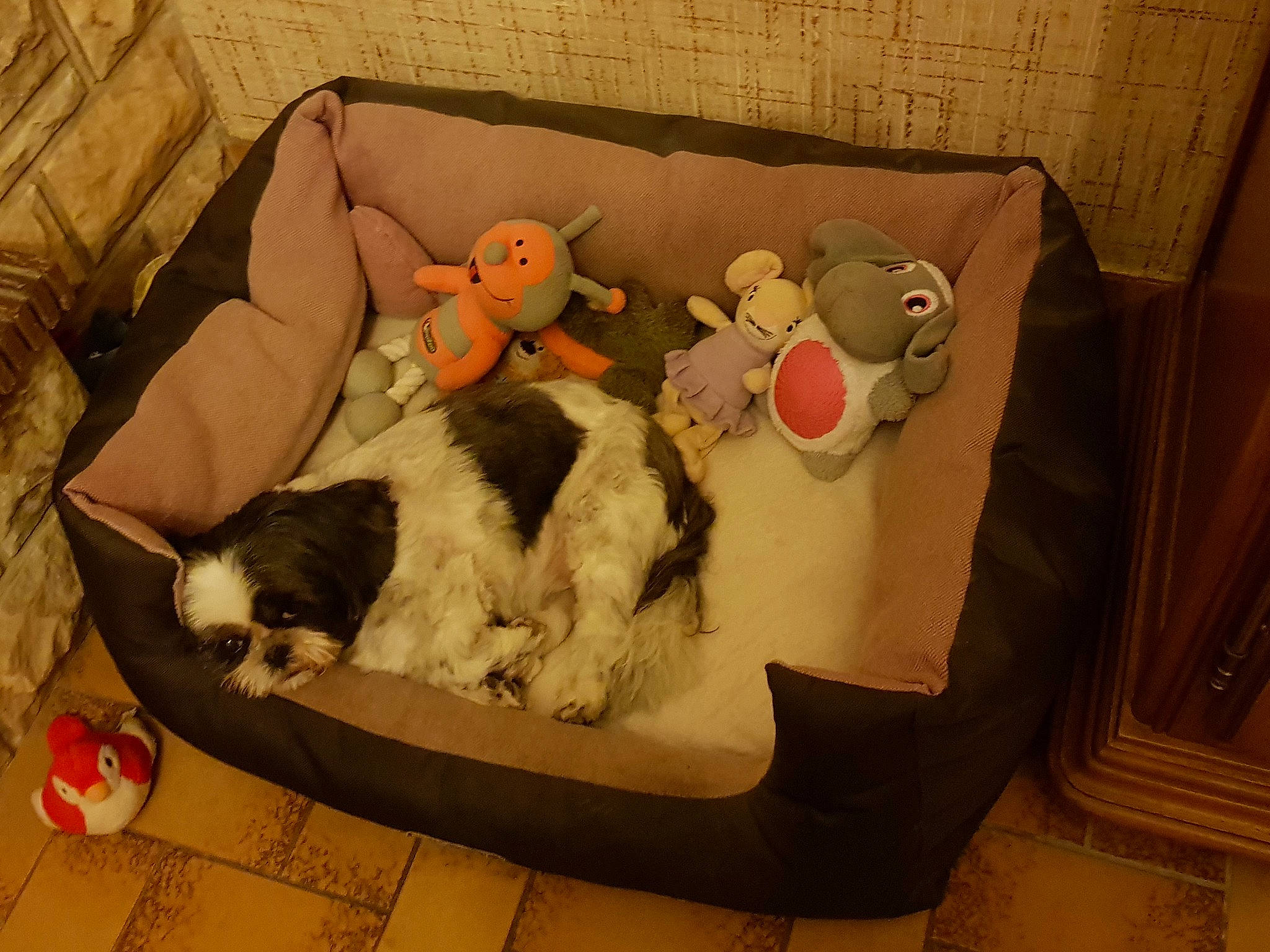 Guisma a rejoint le concours — aidez-le/la à gagner de superbes lots ! baby_products, baby_toys, couch, dog_bed, dog_breed, home_accessories, livestock, living_room, peach, plush, room, small_to_medium_sized_cats, sporting_group, stuffed_toy, teddy_bear, toy, vertebrate