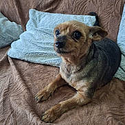 Harley a rejoint le concours — aidez-le/la à gagner de superbes lots ! dog, small_dog, pet, brown_blanket, pillows, indoor, cozy, fur, cute, animal, resting, looking_up, ears, snout, paws, home, soft_texture, companion, relaxed, domestic