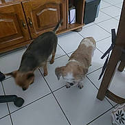 Harley a rejoint le concours — aidez-le/la à gagner de superbes lots ! brown_dog, cabinet, canine, companion, curious, dog, domestic, floor, furniture, household, indoor, living_space, pet, room, small_dog, sniffing, tile_floor, two_animals, white_dog, wooden_furniture