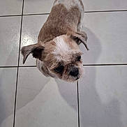 Loukia participe au concours pour gagner de l'argent avec cette photo : dog, small_dog, brown_fur, white_fur, tile_floor, shadow, looking_up, pet, indoor, curious, canine, companion, fur, animal, domestic, floor_tiles, cute, adorable, animal_portrait, standing