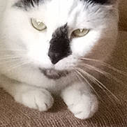 Lilly is registered to the contest to win money with this photo: abyssinian, angora, animal, bodypart, cat, chair, couch, cushion, furniture, homedecor, kitten, manx, mouth, person, pet, siamese, sleeping, snout, white