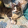 cat, tabby_cat, collar, quilt, blanket, indoor, resting, pet, fur, paw, striped, whiskers, cute, animal, mammal, domestic, relaxed, feline, bedspread, patterned