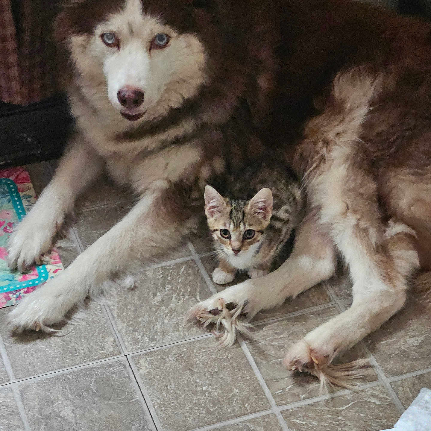 Shasta And Sky joined the competition — help win amazing prizes! animal, canine, cat, couch, dog, eskimodog, flagstone, furniture, hardwood, husky, indoors, interiordesign, kitten, manx, path, pet, puppy, slate, walkway, whitedog