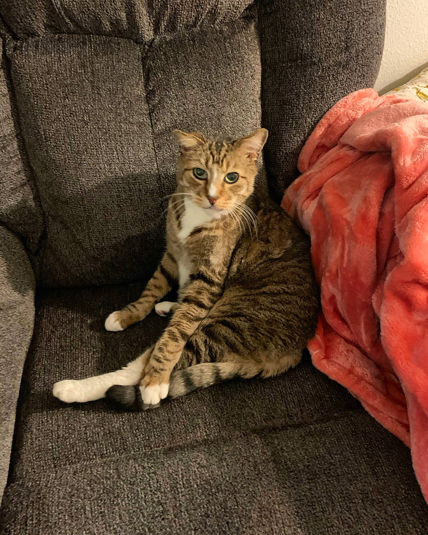 Huey is registered to the contest to win money with this photo: carnivore, cat, comfort, couch, domestic_short_haired_cat, eye, fawn, felidae, flooring, fur, grey, human_leg, linens, paw, small_to_medium_sized_cats, snout, tail, whiskers, window, wood