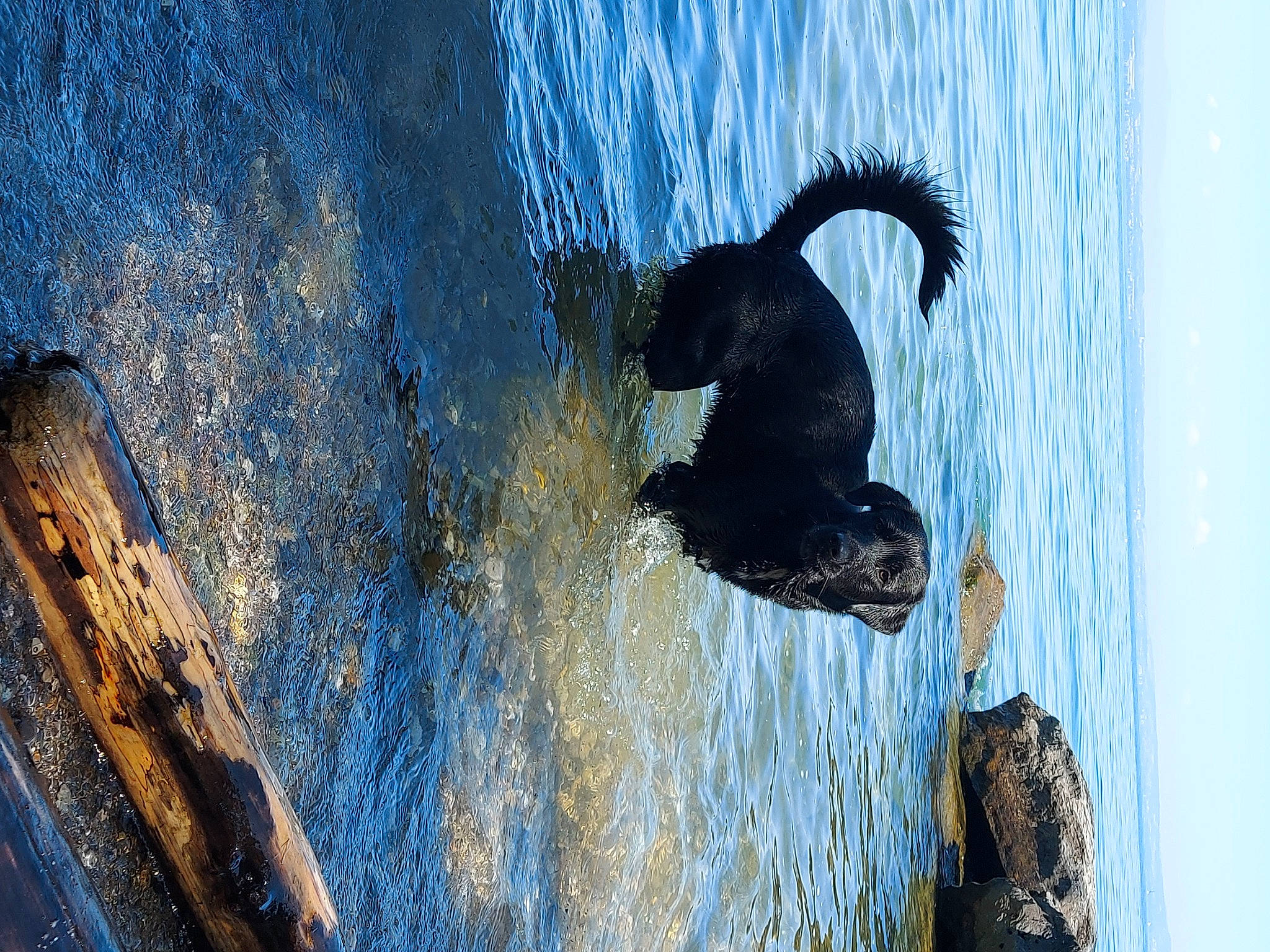 Oreo a rejoint le concours — aidez-le/la à gagner de superbes lots ! _geese_and_swans, azure, beach, beak, body_of_water, carnivore, dog, dog_breed, ducks, lake, ocean, reflection, seabird, shadow, sky, tail, tree, water, waterfowl, wind_wave