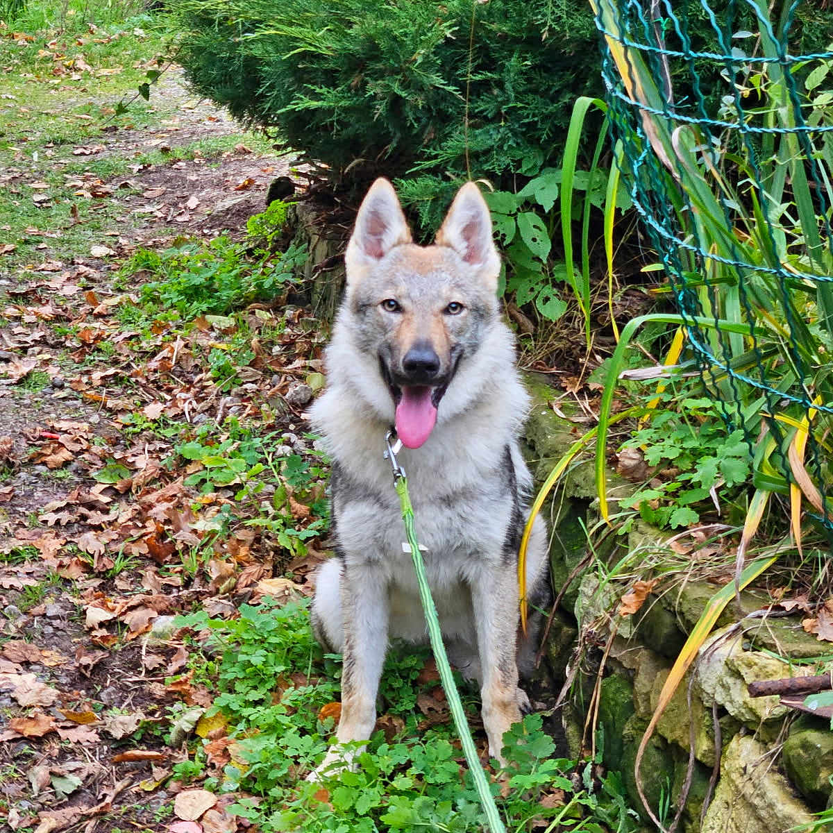 Anouska participe au concours pour gagner de l'argent avec cette photo : dog, leash, outdoor, greenery, path, leaves, stone_wall, plant, bush, grass, nature, pet, sitting, canine, fur, tongue_out, garden, autumn, animal, happy