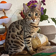 Xena is registered to the contest to win money with this photo: cat, tabby, spotted_cat, table, flowers, snacks, bag, indoor, fruit_stand, orange, vase, leaf, pet, feline, curious, sitting, close_up, domestic_animal, household, wooden_surface