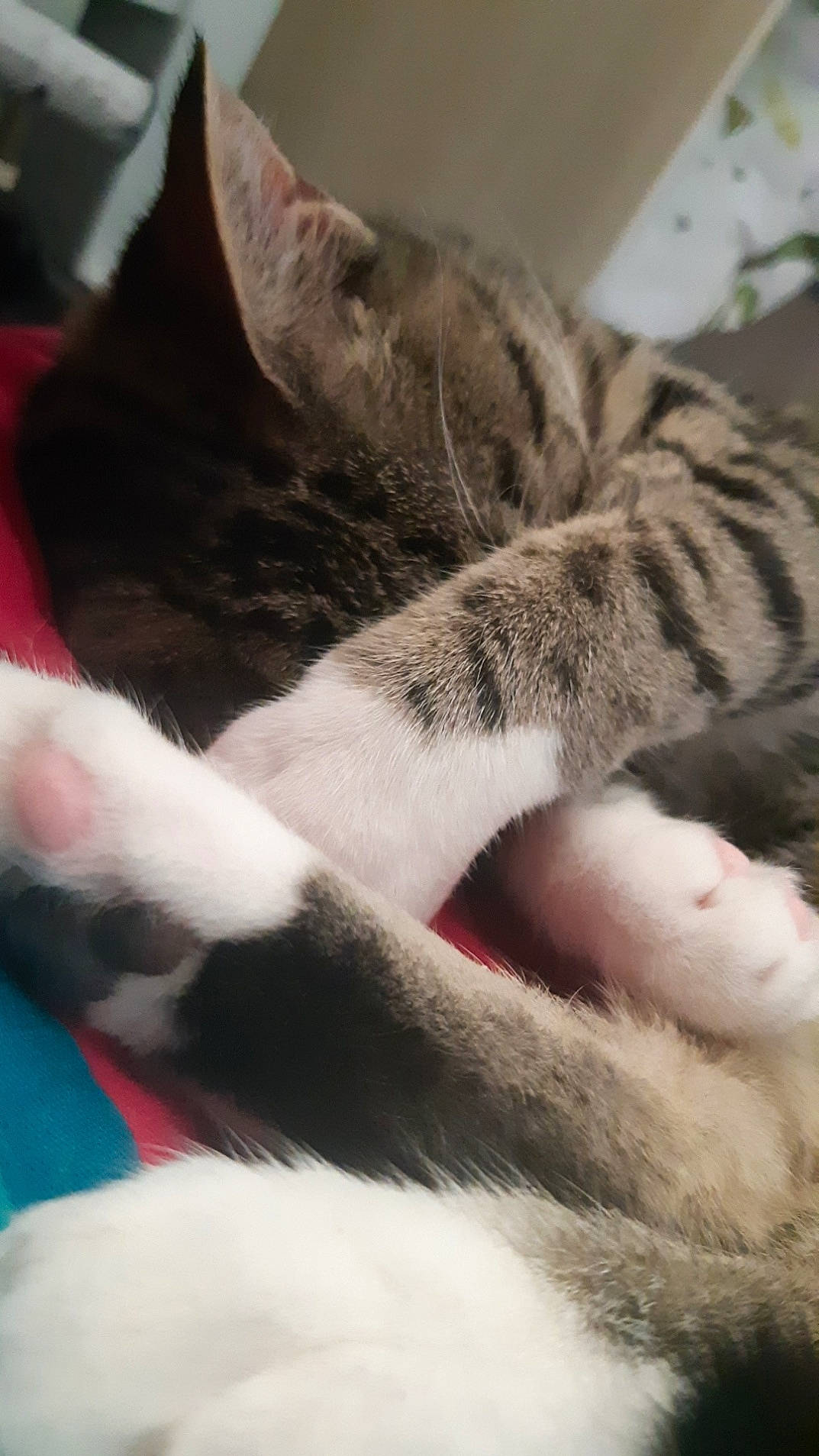 Chausette a rejoint le concours — aidez-le/la à gagner de superbes lots ! american_shorthair, asian, carnivore, cat, claw, domestic_short_haired_cat, european_shorthair, felidae, fur, kitten, nap, paw, polydactyl_cat, small_to_medium_sized_cats, tail, whiskers